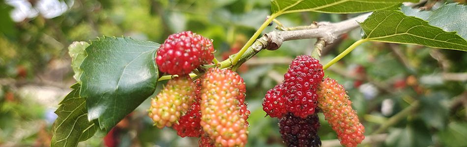 东莞农庄一日游