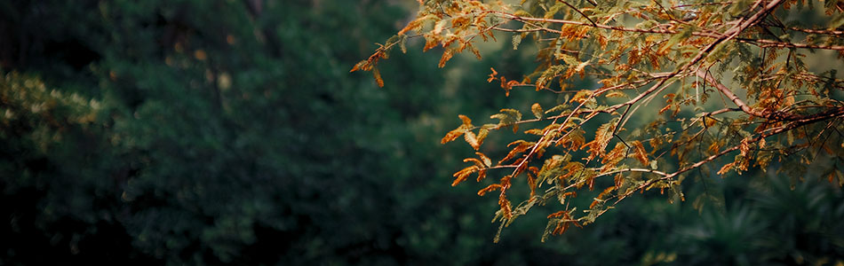 2021 12 12 园博园