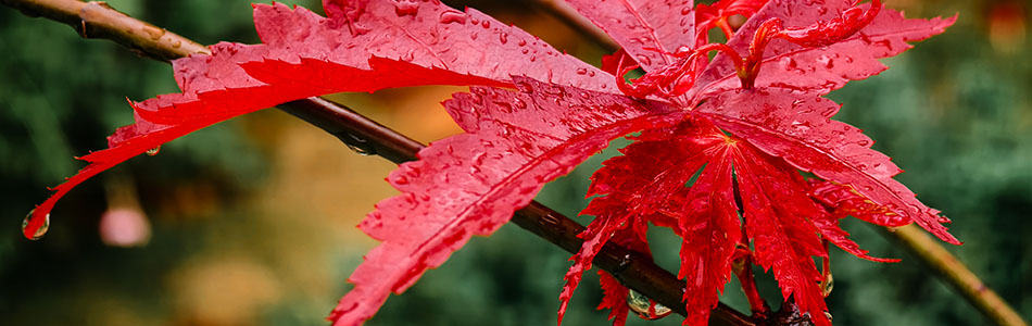 2024-04-06,园博园，到此一游