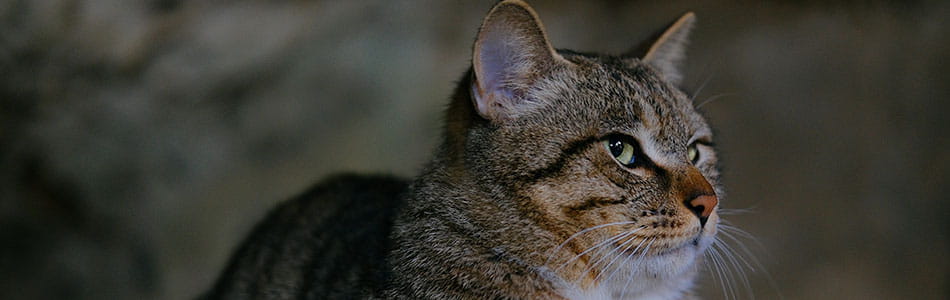 2025年五一重庆,相机篇