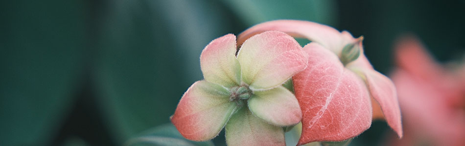 2025-11-10,深圳湾流花山公园,纸扇花