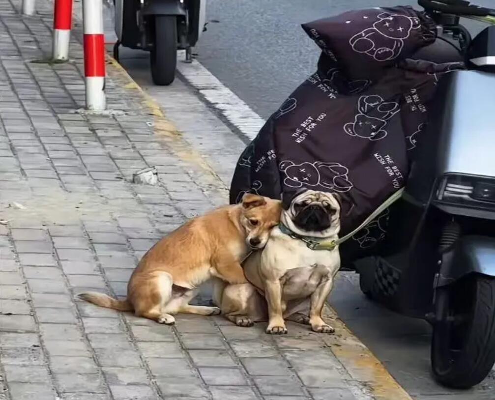 阿珍爱上了阿强.jpg
